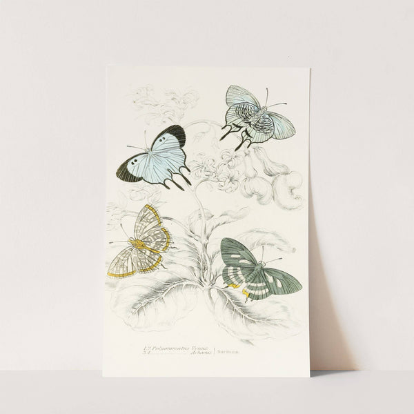 Polyommatus Venus, Polyommatus Achaeus by James Duncan