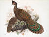 Polyplectron bicalcaratum. (1872)