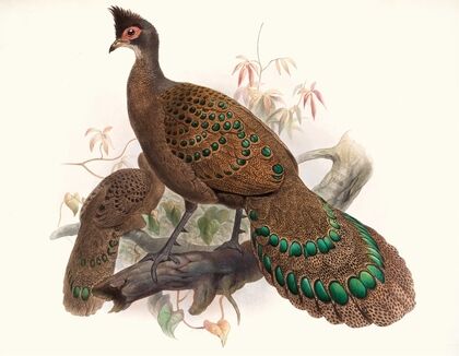 Polyplectron bicalcaratum. (1872)