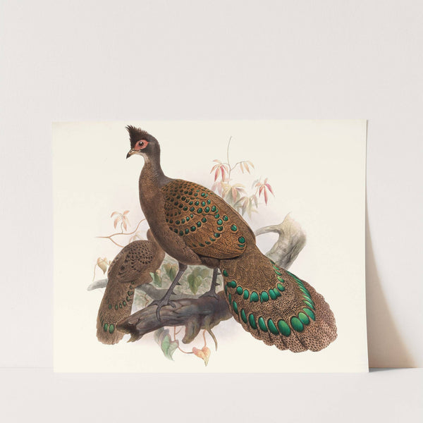 Polyplectron bicalcaratum. (1872) by Joseph Smit