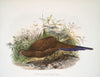 Polyplectron chalcurum. (1872)