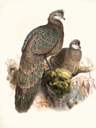 Polyplectron thibetanum. (1872)
