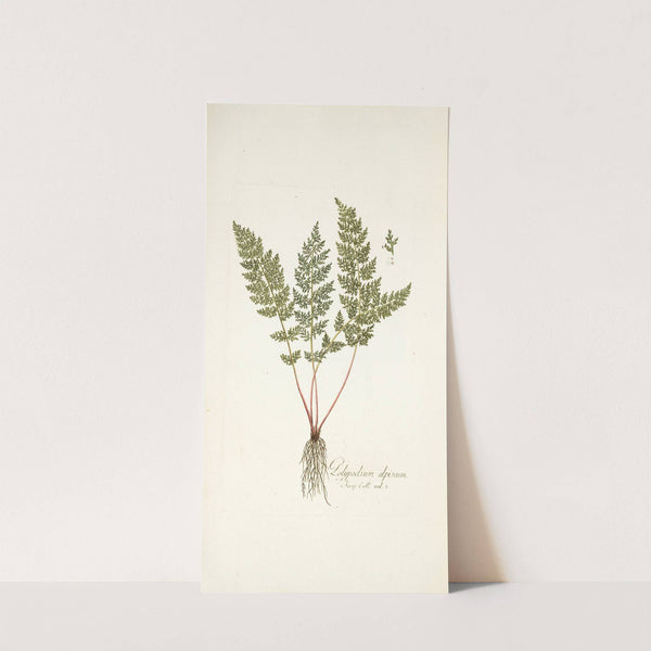 Polypodium alpinum by Nikolaus Joseph Freiherr von Jacquin