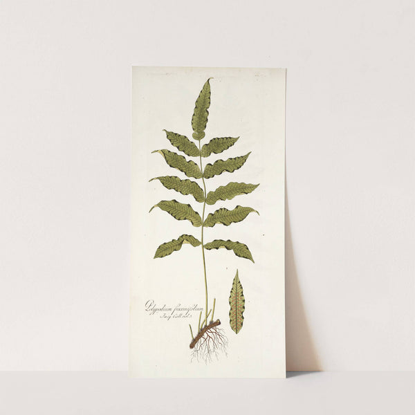 Polypodium fraxinifolium by Nikolaus Joseph Freiherr von Jacquin