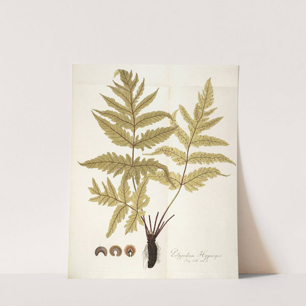 Polypodium hippocrepis by Nikolaus Joseph Freiherr von Jacquin