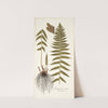 Polypodium molle by Nikolaus Joseph Freiherr von Jacquin