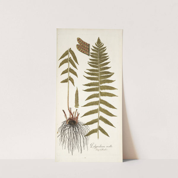 Polypodium molle by Nikolaus Joseph Freiherr von Jacquin