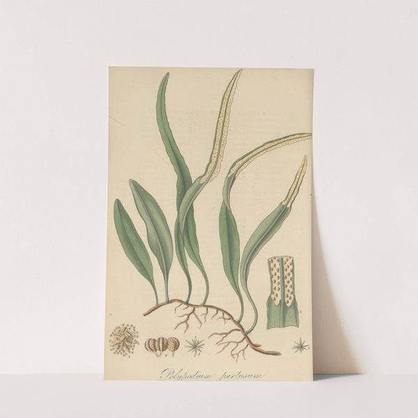 Polypodium pertusum by William Jackson Hooker