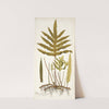 Polypodium phymatodes (1781-1793) by Nikolaus Joseph Freiherr von Jacquin