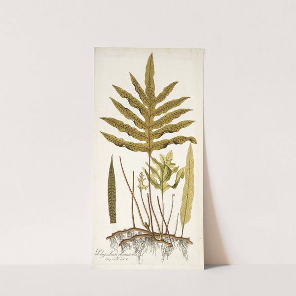 Polypodium phymatodes (1781-1793) by Nikolaus Joseph Freiherr von Jacquin