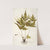 Polypodium trifoliatum (1781-1793) by Nikolaus Joseph Freiherr von Jacquin