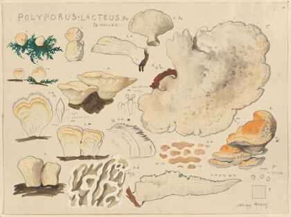 Polyporus lacteus Fr. Sk. Molles (1915-1945)