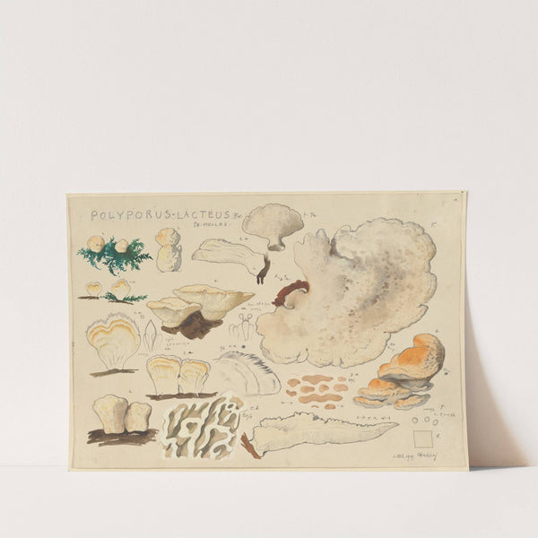 Polyporus lacteus Fr. Sk. Molles (1915-1945) by Hans Walty
