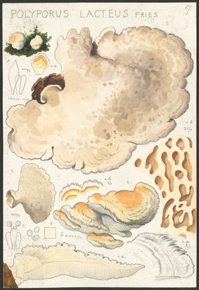 Polyporus lacteus Fries (1915-1945)