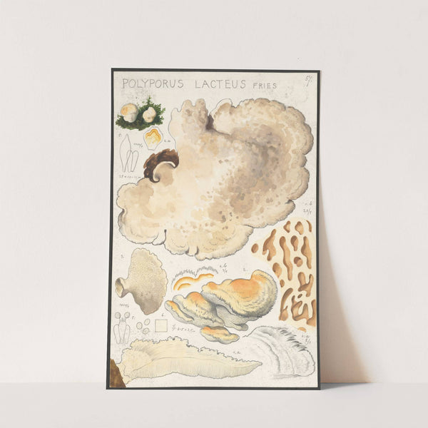 Polyporus lacteus Fries (1915-1945) by Hans Walty