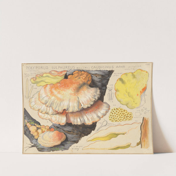 Polyporus sulfureus Bull. (Fr.) caudicinus Schäff. (1915-1945) by Hans Walty