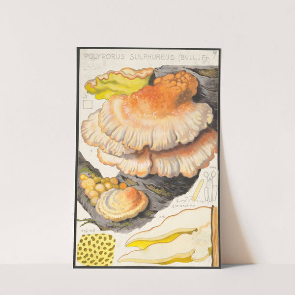 Polyporus sulfureus (Bull.) Fr. (1915-1945) by Hans Walty