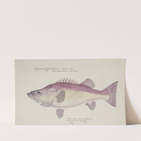 Polyprion oxygeneios (Hapuka or Groper) (1876) by Frank Edward Clarke