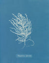 Polysiphonia byssoides