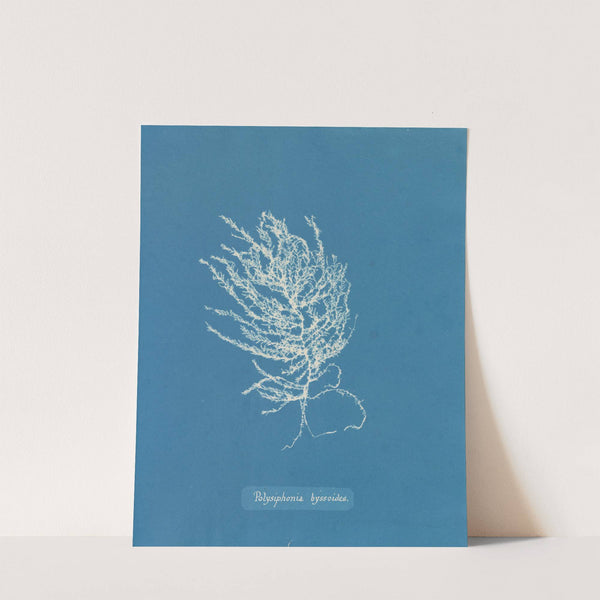 Polysiphonia byssoides (1843-1853) by Anna Atkins