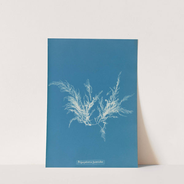 Polysiphonia byssoides. (1843-1853) by Anna Atkins