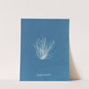 Polysiphonia nigrescens (1843-1853) by Anna Atkins