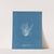 Polysiphonia nigrescens (1843-1853) by Anna Atkins