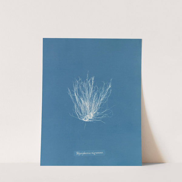 Polysiphonia nigrescens (1843-1853) by Anna Atkins