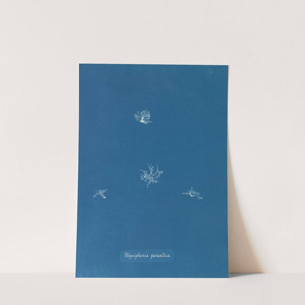 Polysiphonia parasitica (1843-1853) by Anna Atkins