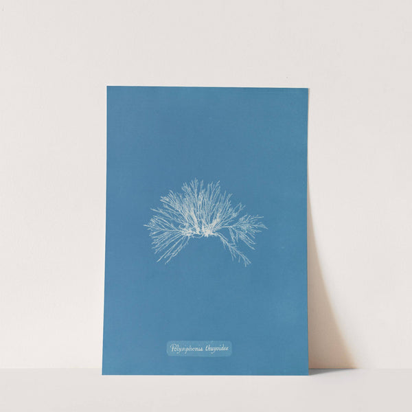 Polysiphonia thuyoides (1843-1853) by Anna Atkins