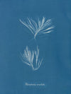 Polysiphonia urceolata