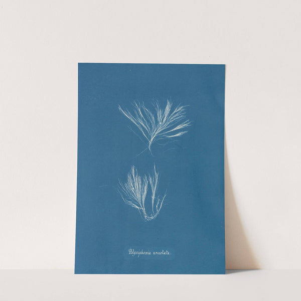 Polysiphonia urceolata (1843-1853) by Anna Atkins