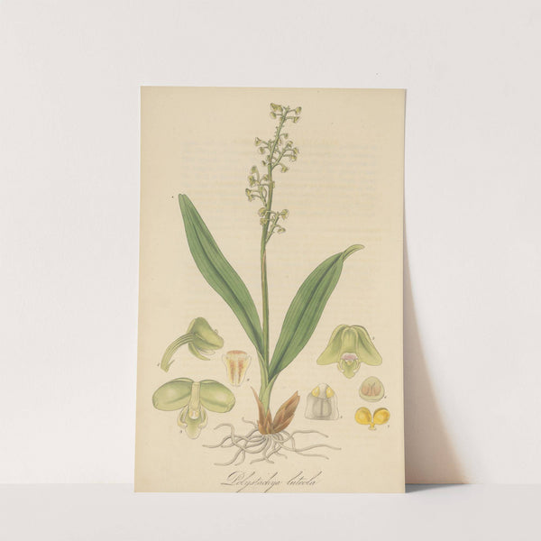 Polystachia luteola by William Jackson Hooker