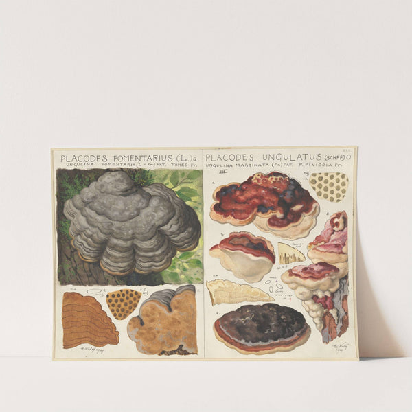 Polystictus fomentarius, Placodes ungulatus (1915-1945) by Hans Walty