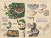 Polystictus versicolor, Polystictus hirsutus (1915-1945)