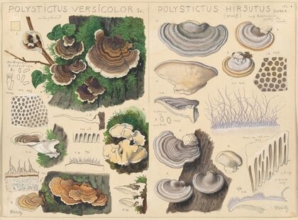 Polystictus versicolor, Polystictus hirsutus (1915-1945)