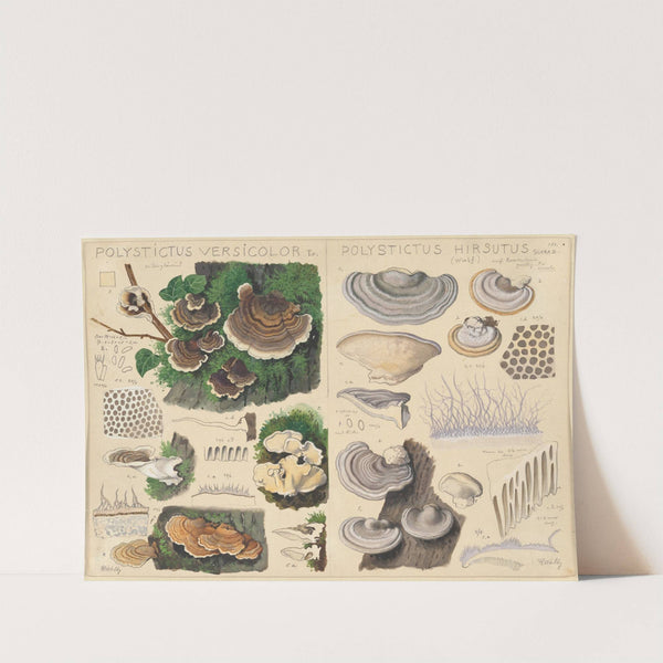 Polystictus versicolor, Polystictus hirsutus (1915-1945) by Hans Walty