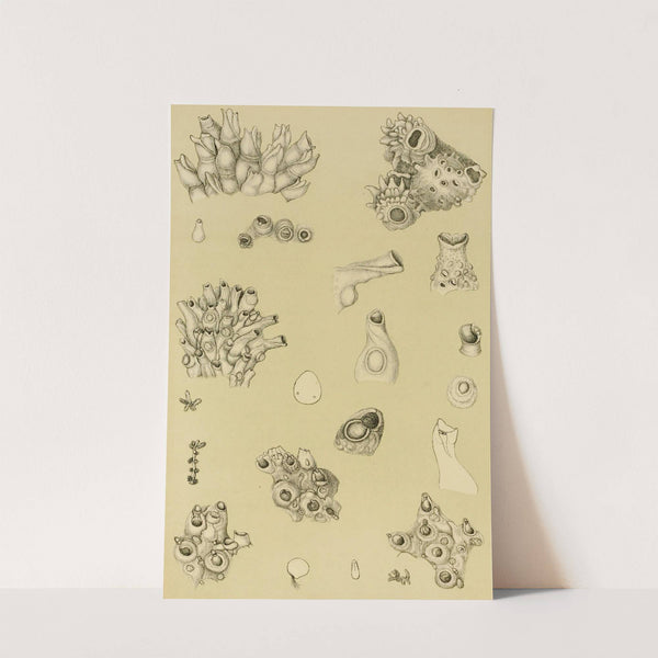 Polyzoa I by Frederick McCoy