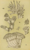 Polyzoa II