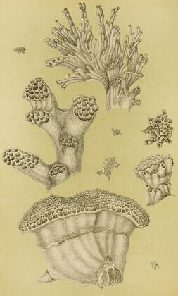 Polyzoa II