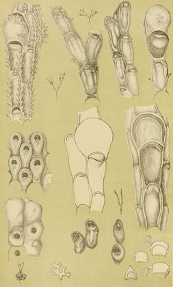 Polyzoa III