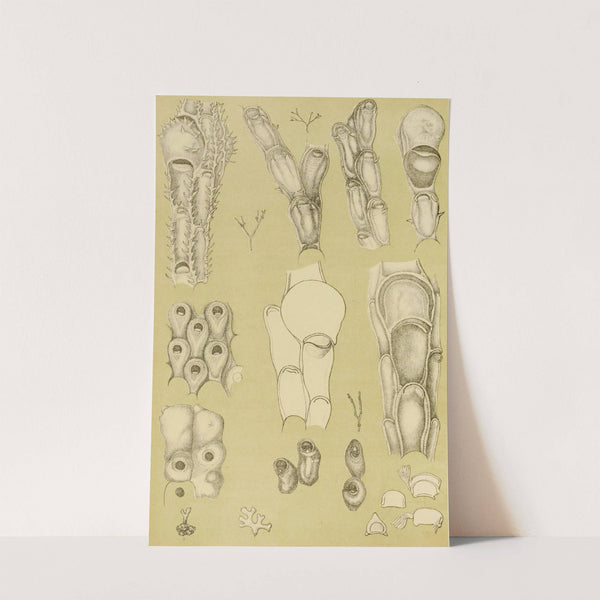 Polyzoa III by Frederick McCoy