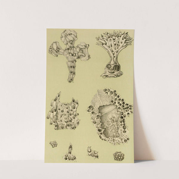 Polyzoa IX by Frederick McCoy