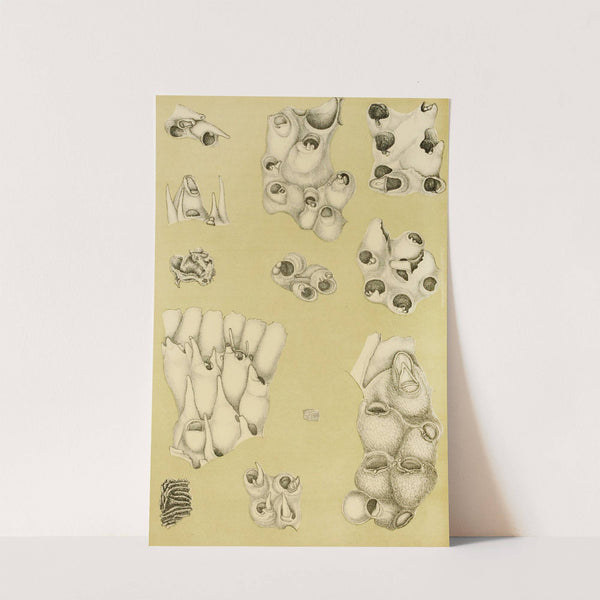 Polyzoa VI by Frederick McCoy