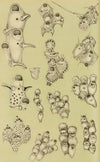 Polyzoa VIII