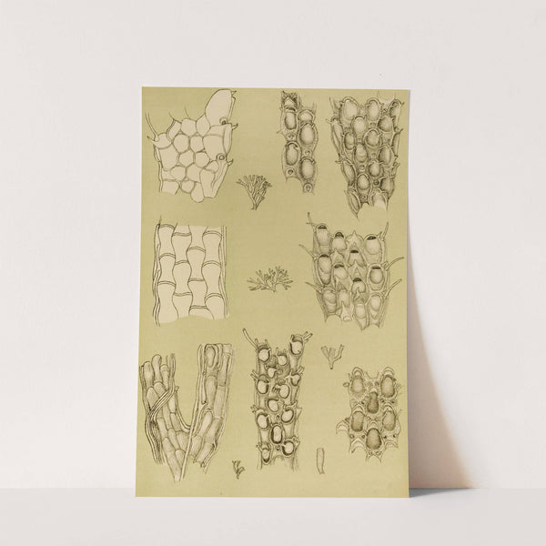 Polyzoa X by Frederick McCoy