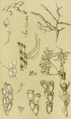 Polyzoa XI
