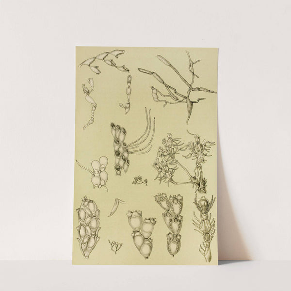 Polyzoa XI by Frederick McCoy