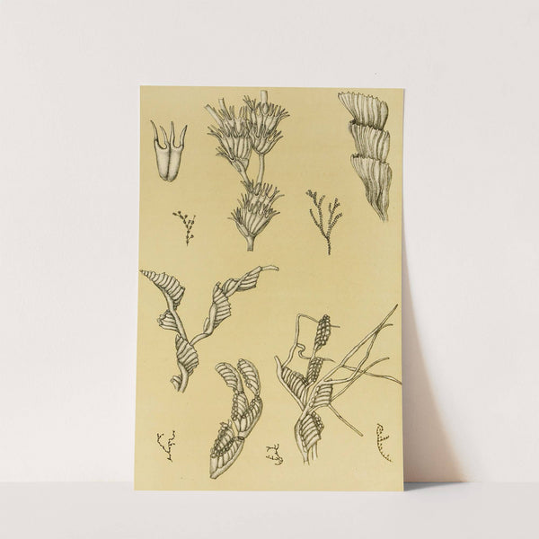 Polyzoa XII by Frederick McCoy