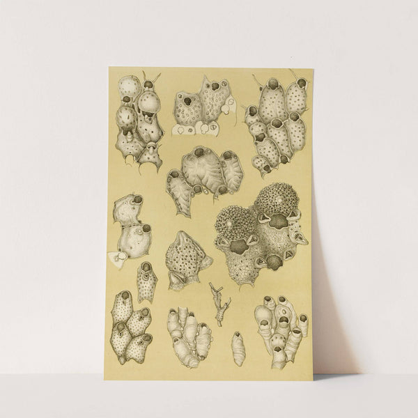 Polyzoa XIV by Frederick McCoy